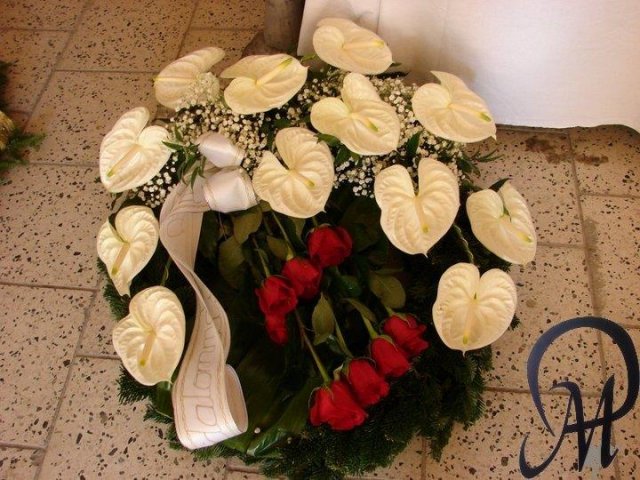 primula 16